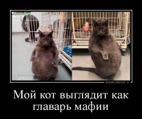  : 6313demotivatorium-ru-moj-kot-vigljadit-kak-glavar-mafii-186035.jpg