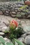 ������������� ����: SP_A1181.jpg