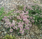 ������������� ����: SP_A1184.jpg