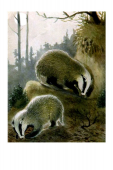 Gorlov_Kto-kak-zhivyot.8GXI8g_RuLit_Me_018.jpg, 115820 