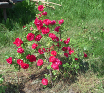  : DSCN0027.JPG