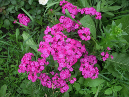 DSCN0030.JPG, 1892844 