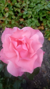  : IMG-20200621-WA0005.jpg