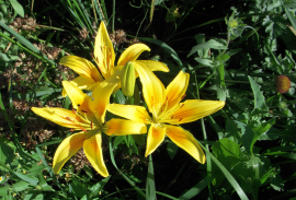 DSCN0080.JPG, 899749 