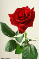  : 00052big_flowers.jpg