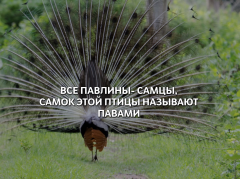  : 19D95CE5-8FD9-4CA2-B88A-CA50DC828EAA.jpeg