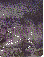  : Scan10062.JPG