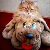 _201229_cat-0308.jpg, 39720 
