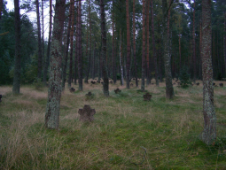 Czarne 04.JPG, 319228 