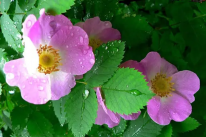  : bp.webp