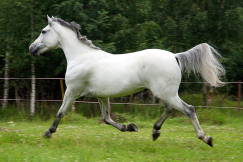 orlovskij-rysak.jpg, 334628 