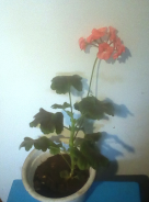  : IMG_20210409_082704.jpg