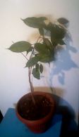 IMG_20210409_082857.jpg, 563140 