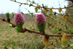  : larix-decidua-4.jpg