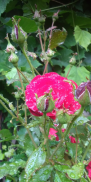  : IMG-20190731-WA0003.jpg