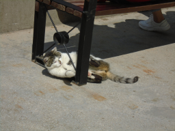  DSC08683.JPG, 340681 