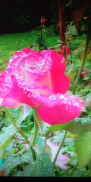  : IMG-20200724-WA0002.jpg