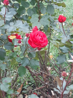 IMG-20211105-WA0005.jpg, 193552 