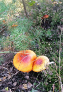  : IMG_20210926_142243_1 - 26-9-21.jpg