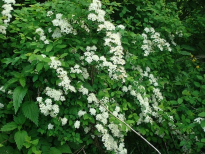 : DSC06642.JPG