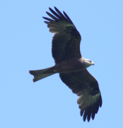  : IMG_4310.JPG