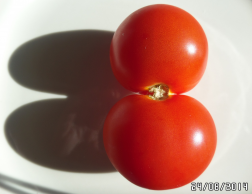  : 1kaksik-tomat.JPG