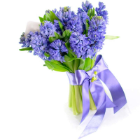  : 17-giatsintov-v-assortimente-020241-800x800-b7ce74ea3fe781b933c8927444845d5e.jpg
