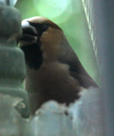 IMG_4677.JPG, 1011899 