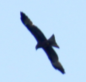  : IMG_4295.JPG