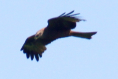  : IMG_4298.JPG