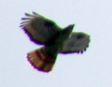  : IMG_4079d.jpg