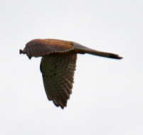 IMG_1088.JPG, 142462 