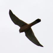 IMG_1104.JPG, 366534 