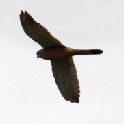 IMG_1111.JPG, 186642 