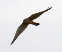 IMG_1122.JPG, 228162 