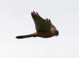 IMG_1173.JPG, 172928 