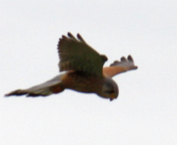 IMG_1181.JPG, 125868 