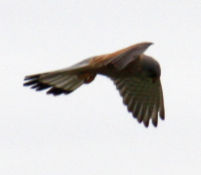 IMG_1184.JPG, 132441 