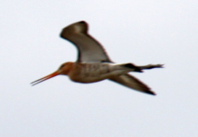 IMG_0172.JPG, 190458 