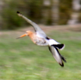 IMG_0175.JPG, 189710 