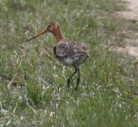 IMG_0245.JPG, 331981 