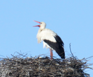  : IMG_9872.JPG