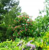  : 18.05.2010  , .jpg
