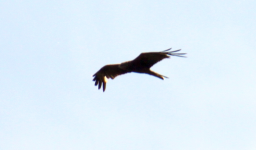 IMG_2296.JPG, 218072 