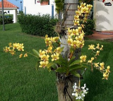  : denenpalma7395.JPG