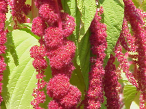  : Amaranthus_caudatus0.jpg