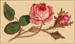  : . . Moss Rose..jpg