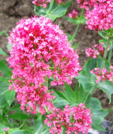  : 04.06.2011 042.jpg