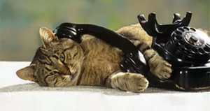  : cat-phone-live.webp