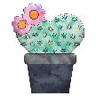 Подарок: Цветущий кактус с сердечком